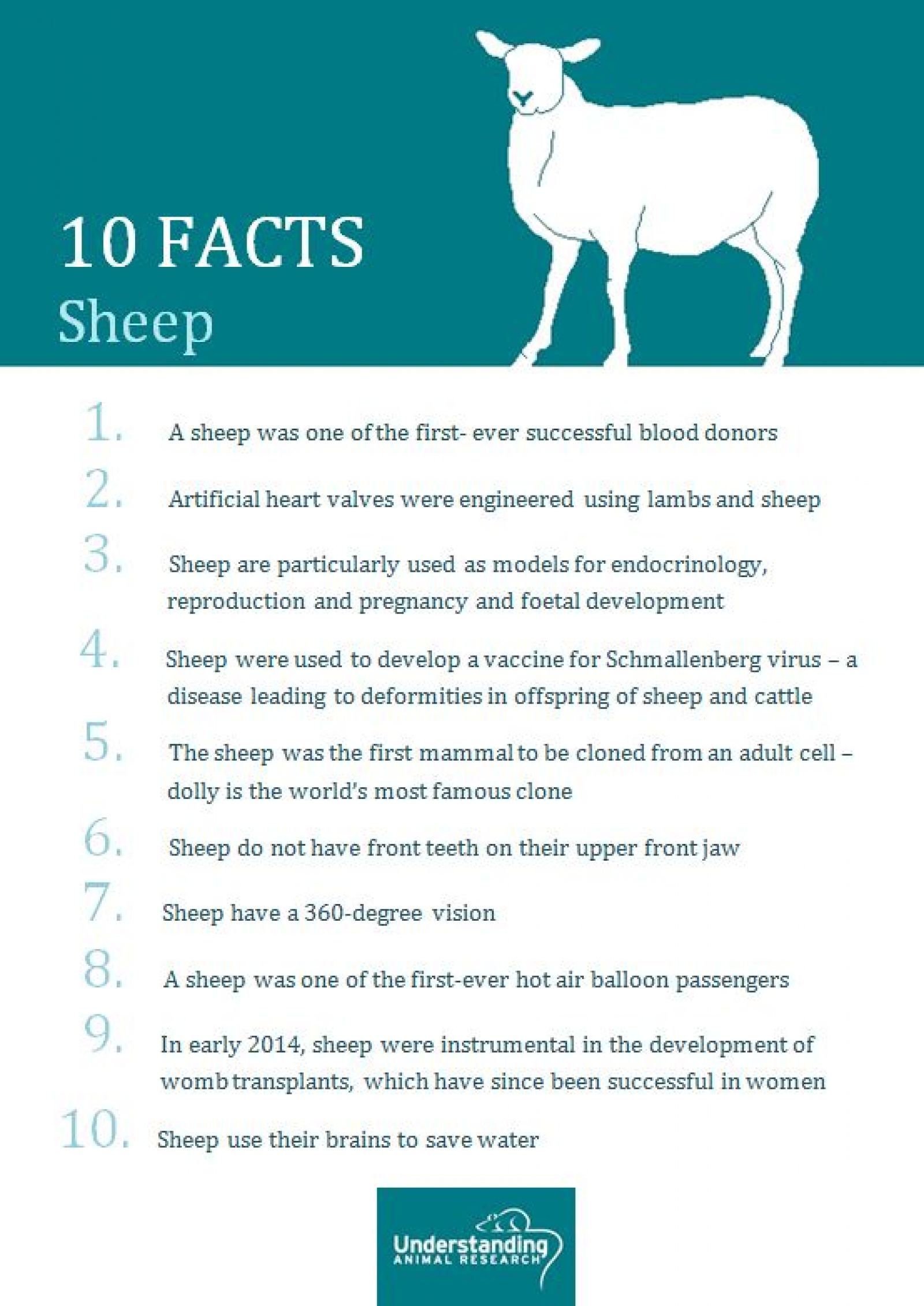 Sheep ten facts