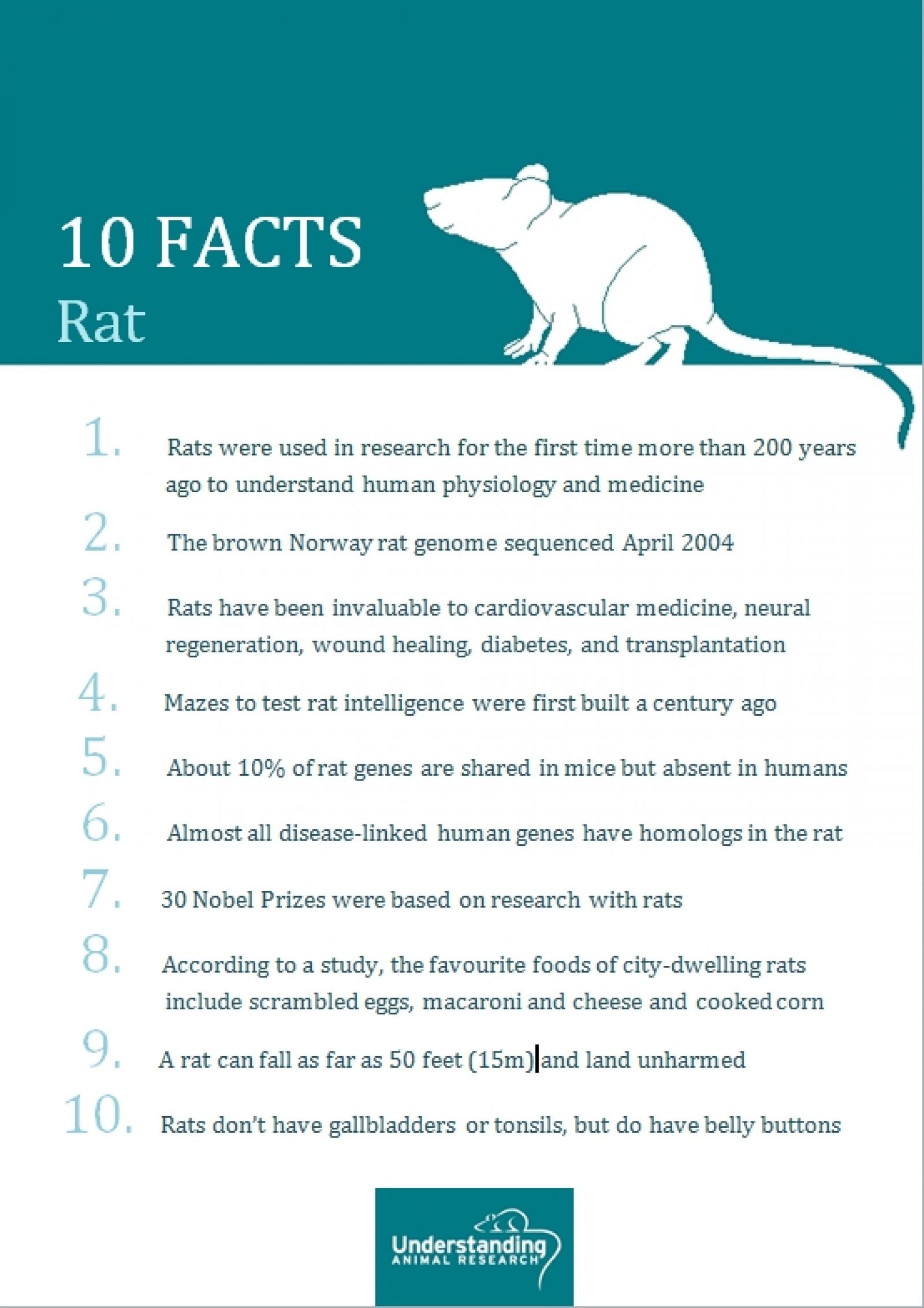Rat ten facts