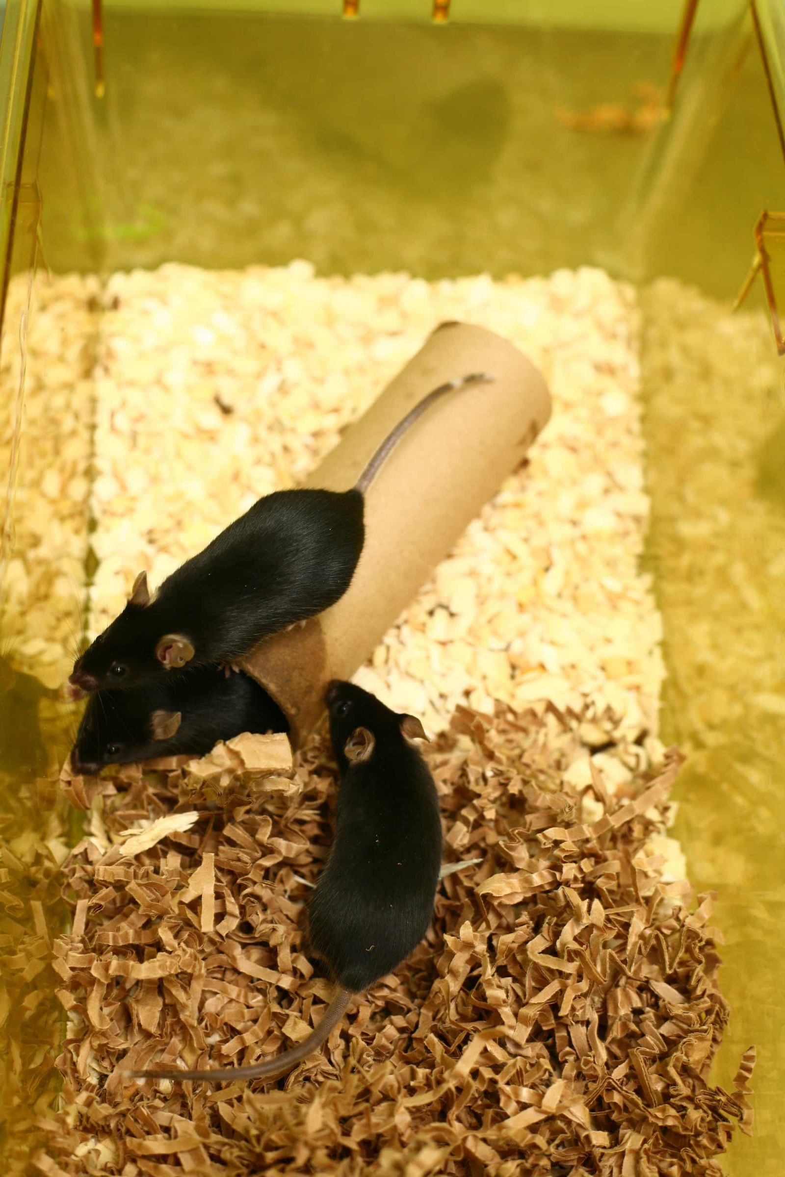 Several black mice
