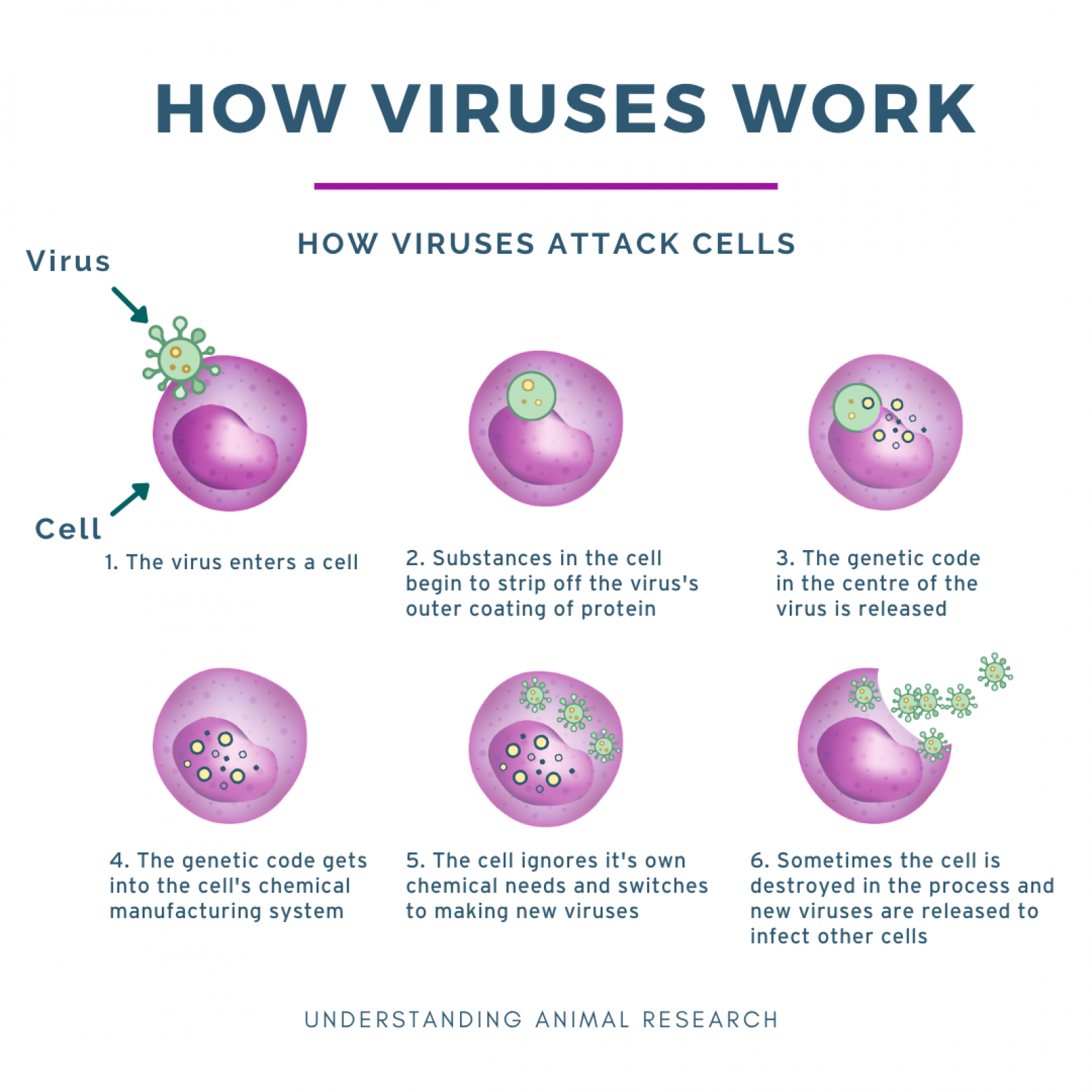 How viruses work :: Understanding Animal Research