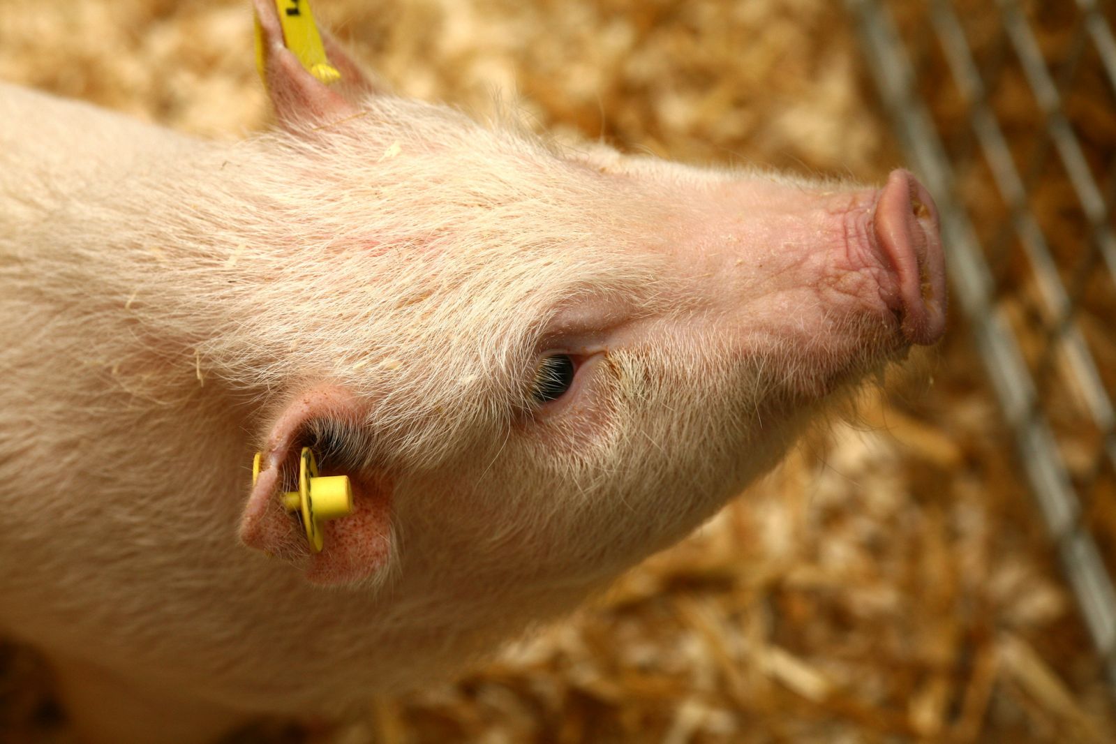 Mini-pig close-up