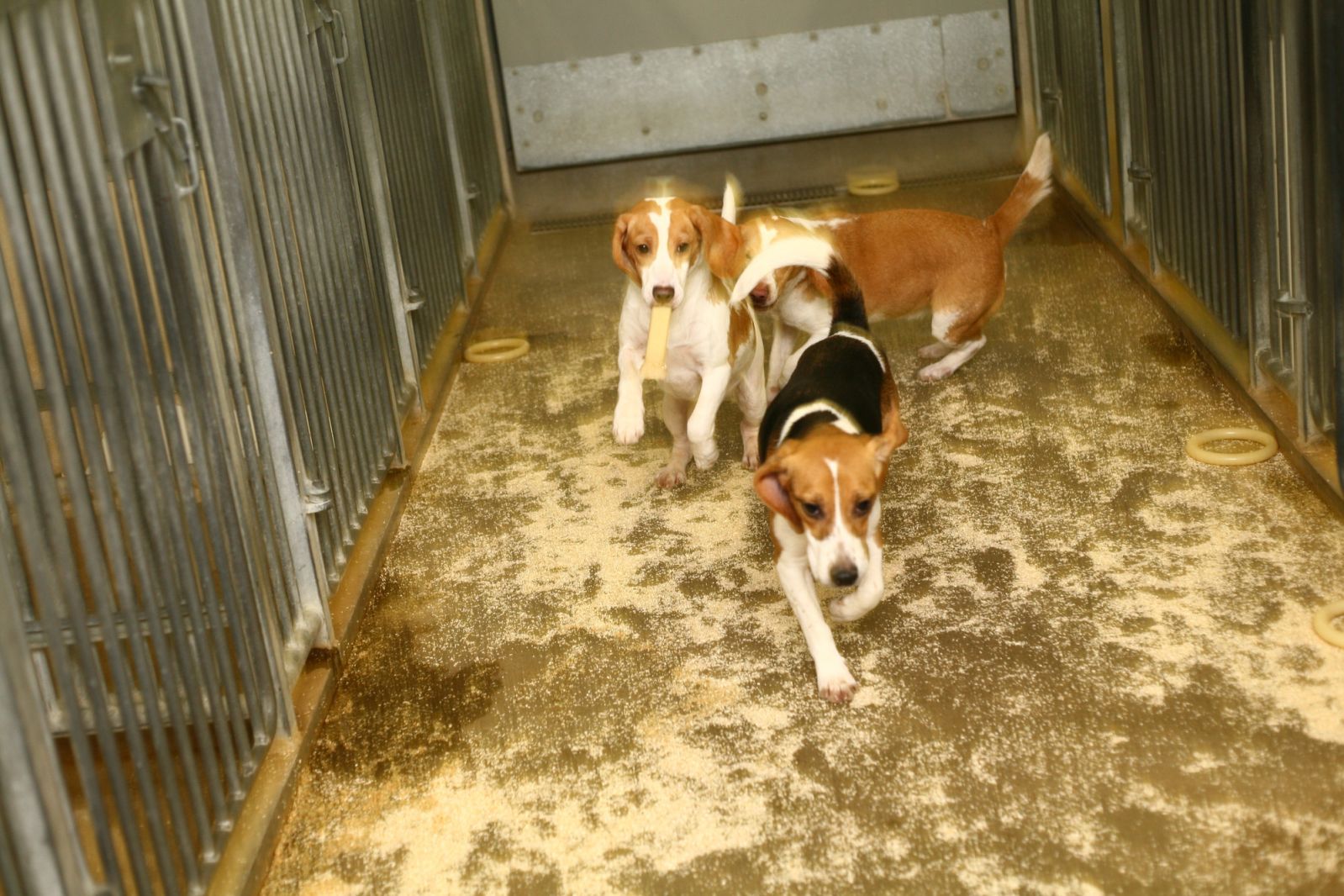 Three beagles playing wide shot