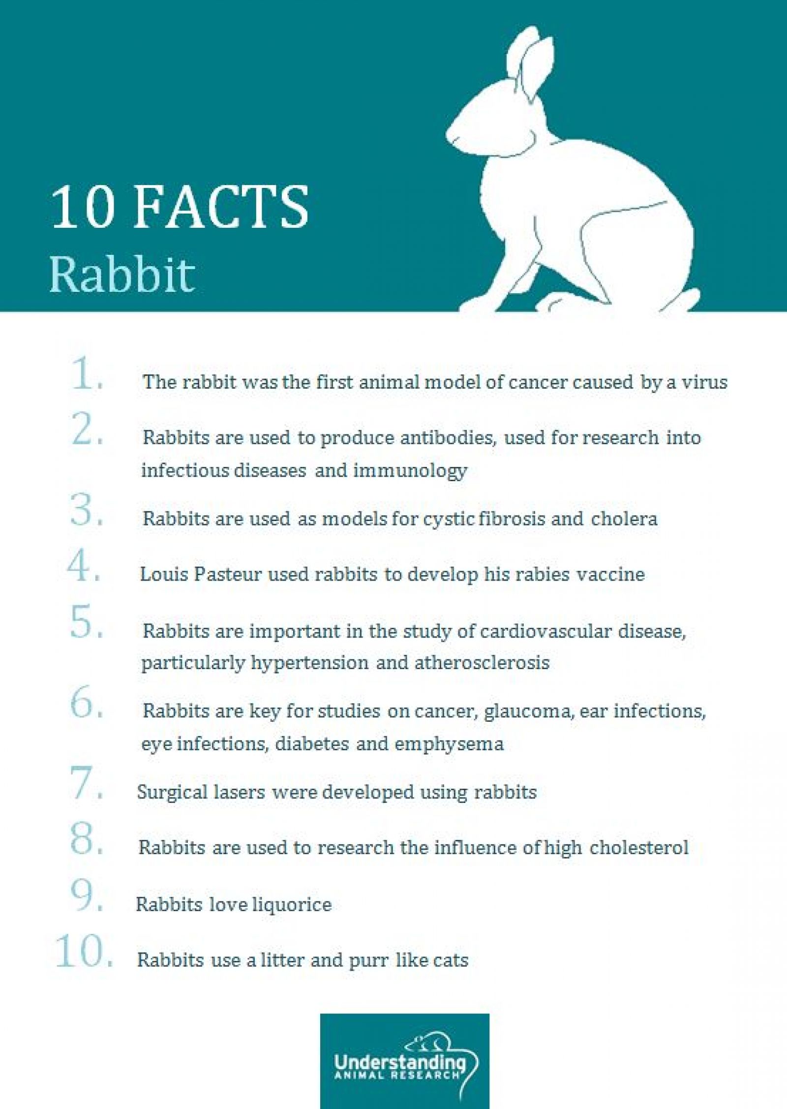 Rabbit ten facts