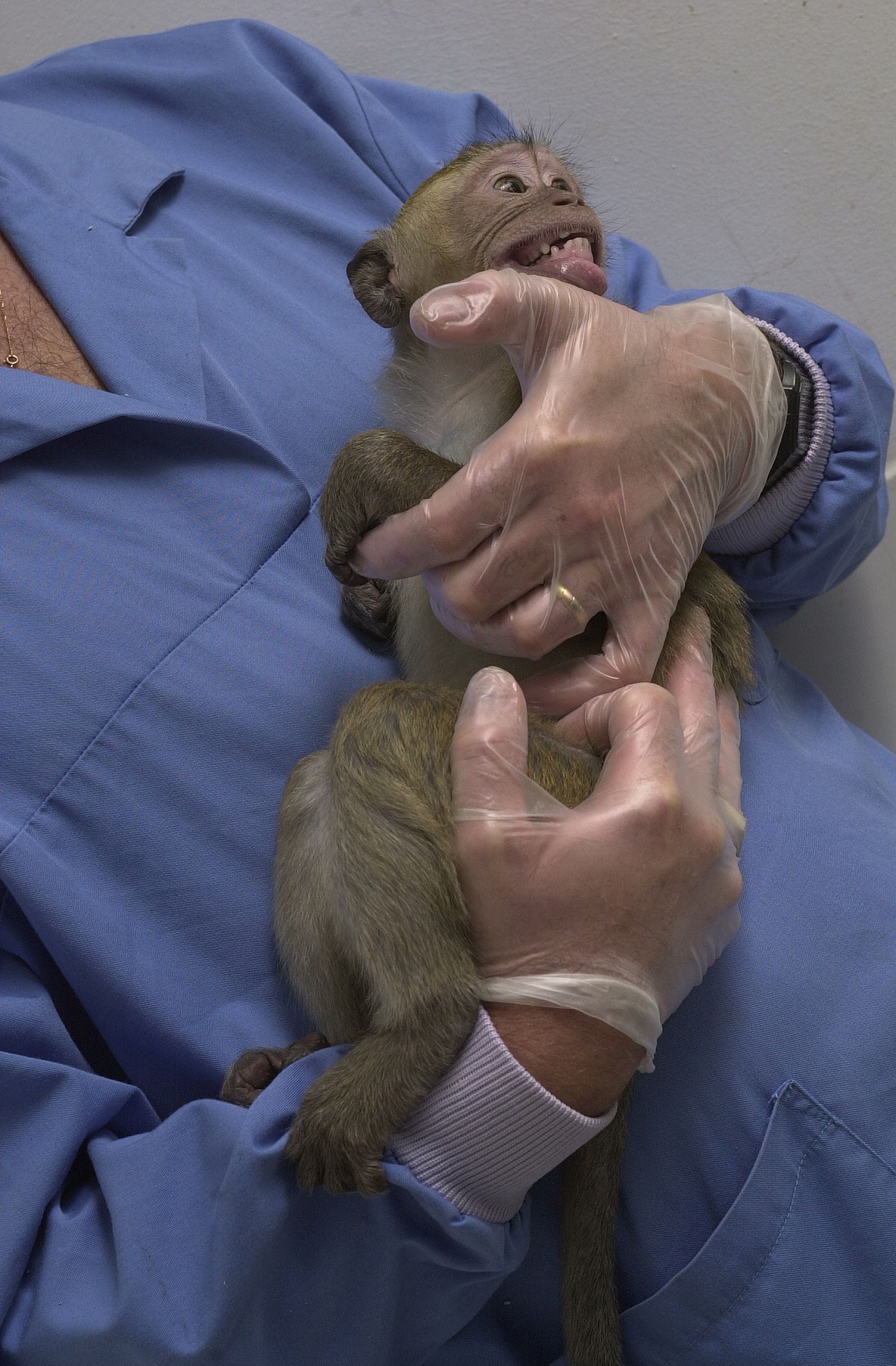 Baby rhesus macaque held by technician